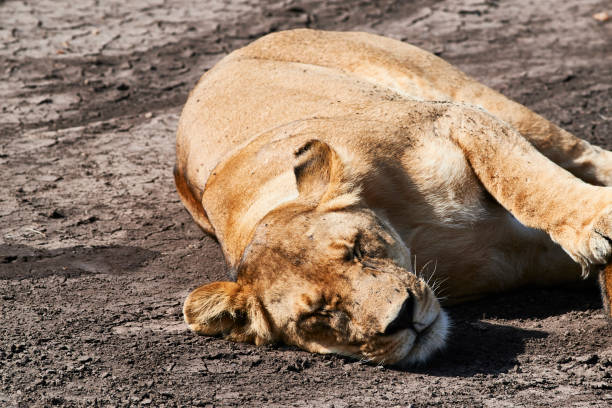 istock Wild life Kenya, lioness resting and lying down. 1167562077