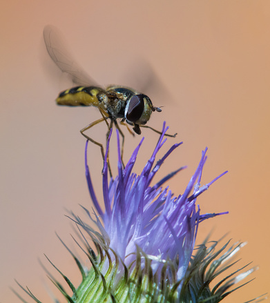 Hover fly on thistle,Eifel,Germany.\nPlease see more similar pictures of my Portfolio.\nThank you