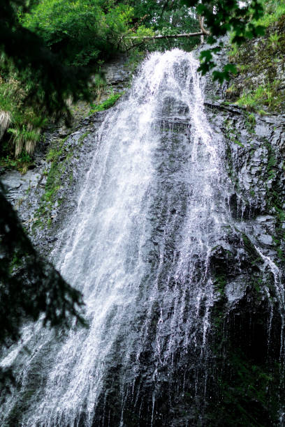 istock high waterfall in dark forest dark green plants around, logs below of waterfall 1167562612