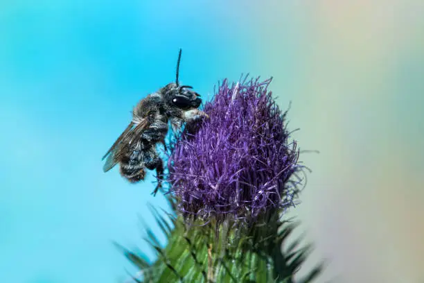 Wild-Bee on Wild-Thistle,Eifel,Germany.
Please see more similar pictures of my Portfolio.
Thank you