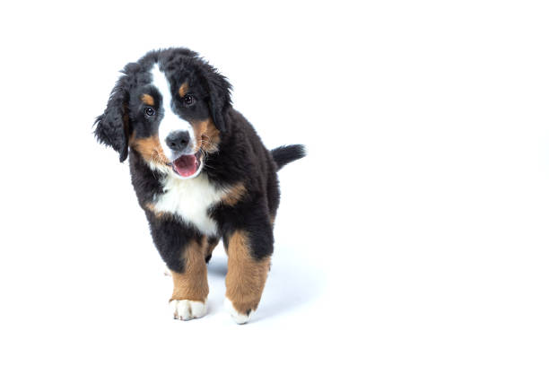 Puppy playing fruit against white studio background.