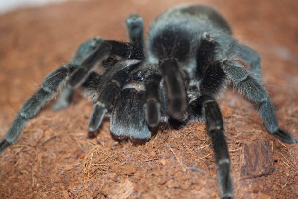 istock Grammostola pulchra tarantula macro & eyes 1167567120