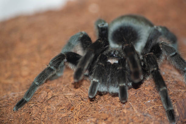 istock Grammostola pulchra tarantula macro & eyes 1167567132
