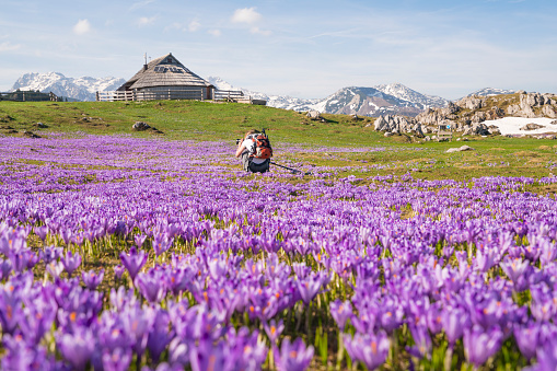 Back view of senior woman hiking and photographing on on Big Pasture Plateau Velika Planina.  Shi is taking photo of big purple Saffron flowerbed with green grass and in background are traditional cottages from this mountain area. The flowers are springtime symbol as they are coming out with melting of snow. It is in the Kamnik–Savinja Alps northeast of Kamnik, at about 1500 meters above sea level. Slovenia. A lot of copy space on blurred background.