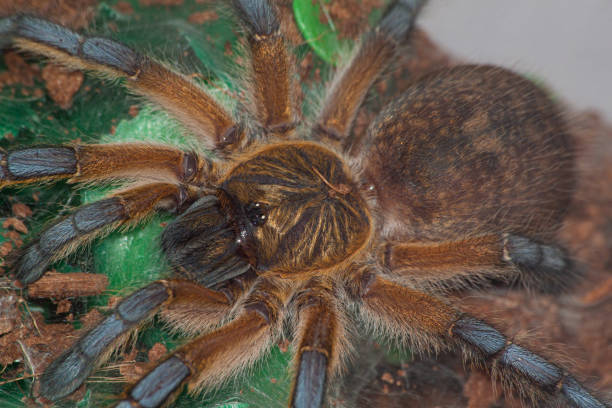 istock adult Harpactira pulchripes tarantula macro 1167567265