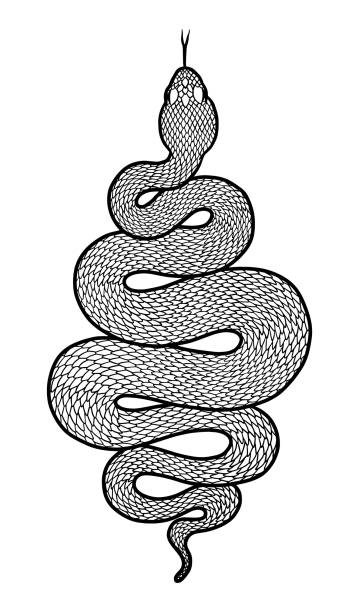 illustrazioni stock, clip art, cartoni animati e icone di tendenza di illustrazione dettagliata del serpente arrotolato - snake white curled up animal
