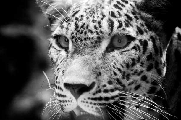 istock The Persian leopard (Panthera pardus tulliana), also known as Caucasian leopard,[2] is a leopard subspecies occurring from Turkey and the Caucasus via Iran into Afghanistan and Central Asia. 1167571386