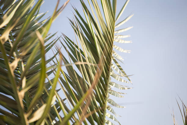 istock Palm tree leaves summer tropical background 1167571397