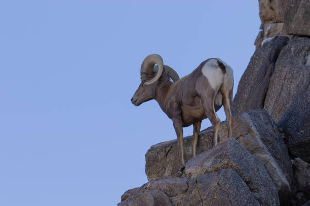 istock Desert Bighorn Sheep Ram 1167572277
