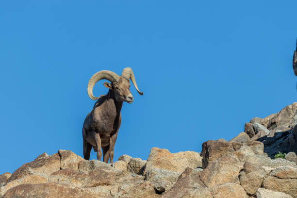 a beautiful desert bighorn sheep ram in rocks