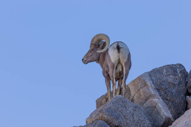 istock Desert Bighorn Sheep Ram 1167572413