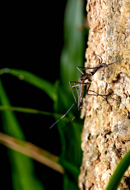 riesen-mücke bleiben auf stiel des großen baumes mit grünen und dunklen hintergrund des waldes - mosquito netting stock-fotos und bilder