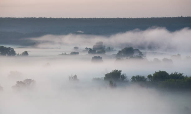 istock Morning foggy valley with trees 1167573310
