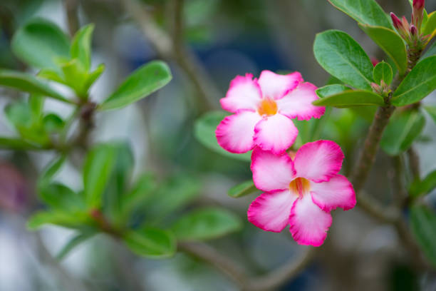 istock Adenium or desert rose flower 1167573720