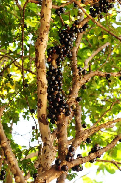 jabuticaba tree, brazilian natural fruit. - summer photography organic outdoors - fotografias e filmes do acervo