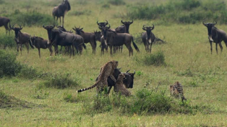 Cheetahs and Wildebeest Kill