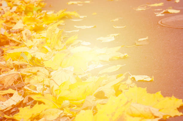 Autumn leaves yellow background. stock photo