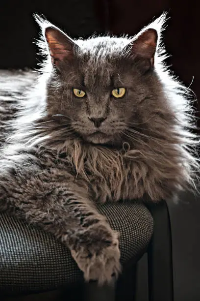 Photo of Portrait of a regal Maine Coon cat lying on a chair.