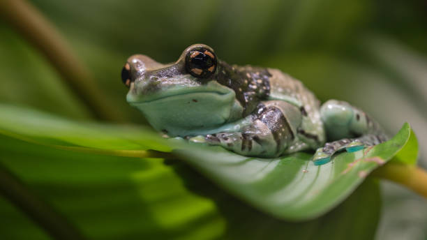 istock Amazon milk frog at Nordens Ark, Sweden 1167577409