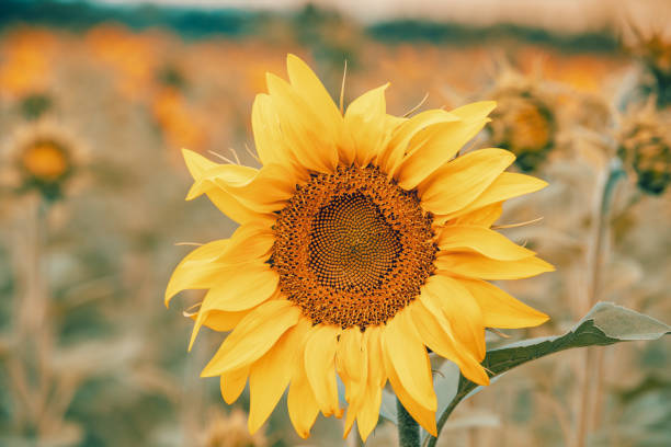 istock Summer landscape with sunflower. Beautiful sunflower field 1167578331