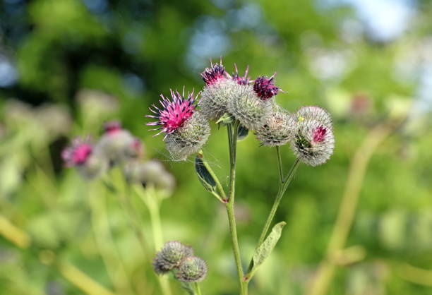 istock Arctium tomentosum. Burdock inflorescence close-up 1167579309