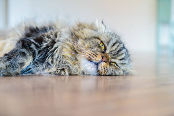 istock Cute brown scottish fold cat lying on the floor 1167579473