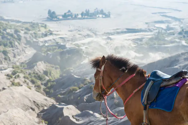 Photo of A horse for tourist rent in Bromo volcano area in Java, Indonesia.