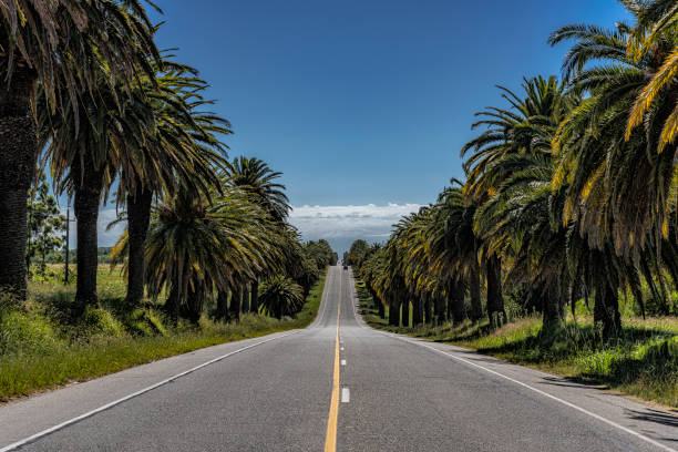 Magnificent highway without curves, with palm trees flanking the entire length, Uruguay stock photo