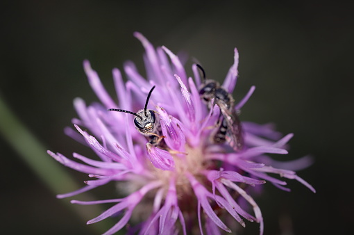 Sweat bees on a thistle flower