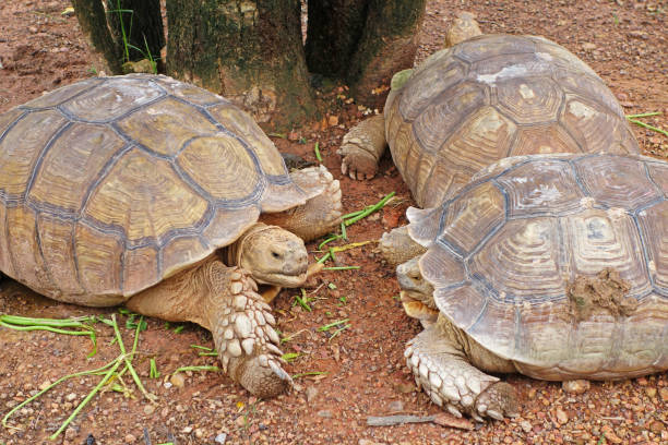 group of turtle eating a water spinach