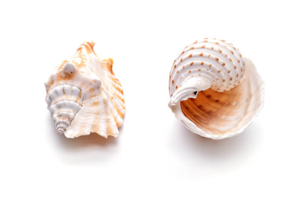 istock Sea natural shell, original pattern of marine life. 1167582688