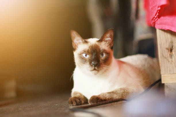 Siamese cat enjoy and relax on terrace with natural sunlight