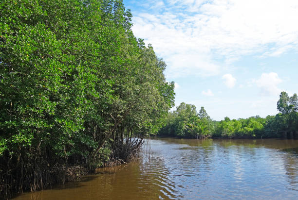 istock Mangrove Forest In Chanthaburi Province,Thailand 1167583449