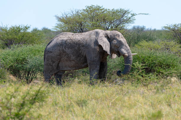 istock African elephant in Etosha national park, Namibia 1167583901