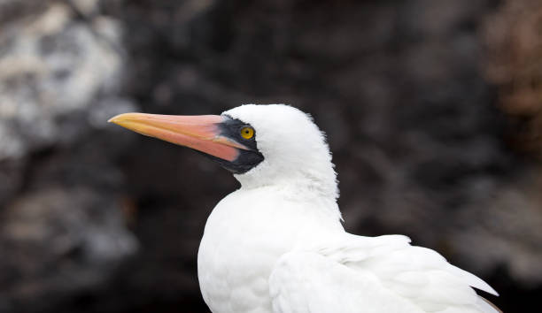 las islas galápagos - finch fotografías e imágenes de stock