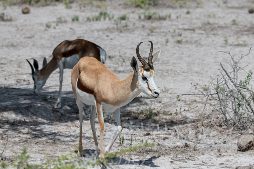 Herd of springbok in Damaraland ,Namibia