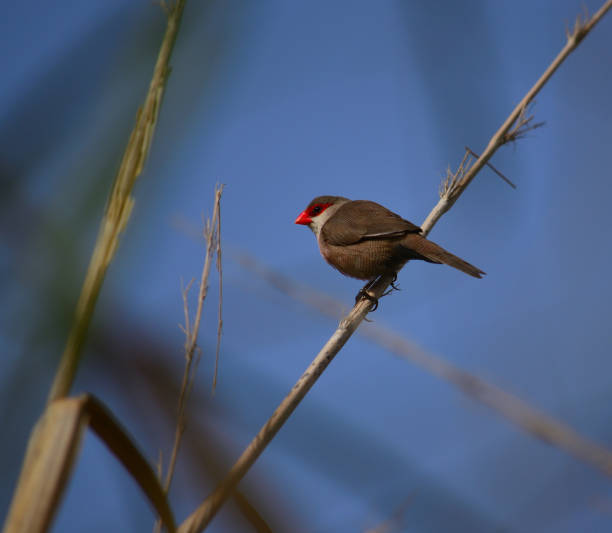 istock Small bird of red beak 1167585427