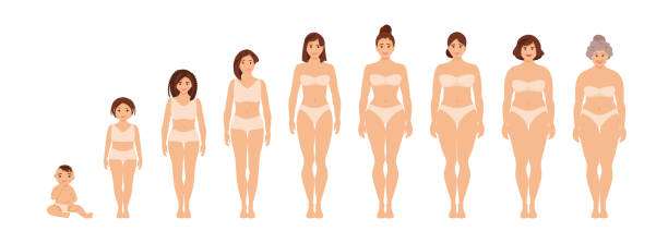 ilustrações de stock, clip art, desenhos animados e ícones de female anatomy of different ages vector - old growth