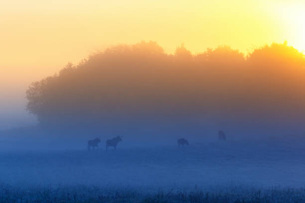 istock Predawn mist at sunrise and a flock of Moose on the meadow 1167586819