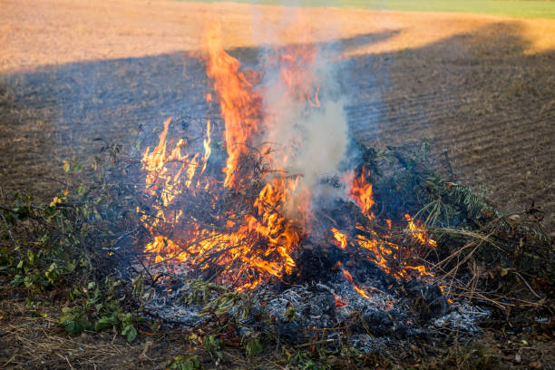 istock Farmer burns green wastes in bonfire, bonfire outdoors 1167586852