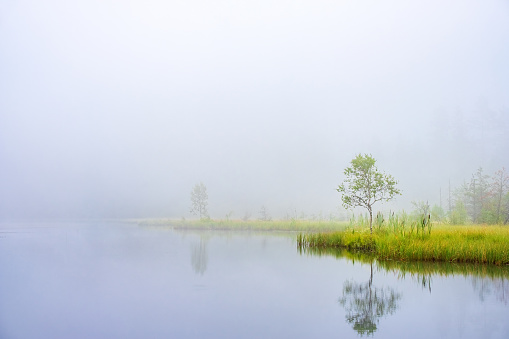 Beautiful morning mist at a lake at a bog with water reflections