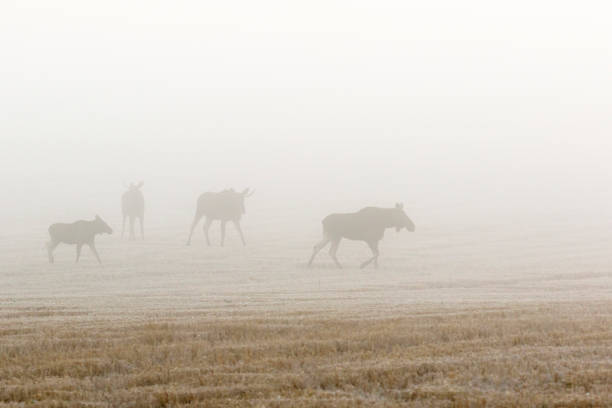 istock Moose flock a field in the rutting period 1167587201