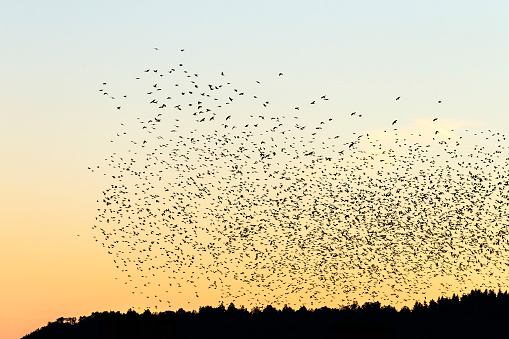 Birds in a big flock in the sky above the forest in the twilight