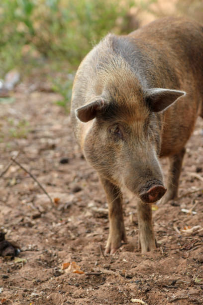 istock Brown pig staying in the mud 1167587218