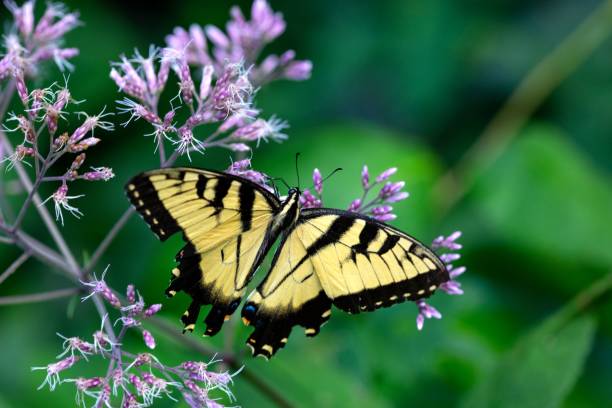 istock Butterfly collecting pollen from a wildflower (Eastern Tiger Swallowtail) 1167588035