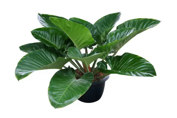 Photo of Heart shaped dark green leaves of philodendron tropical foliage plant bush in black plastic flowerpot, popular houseplant isolated on white background with clipping path.