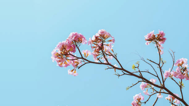 Pink flowers of Pink Tecoma or Rosy trumpet tree (Tabebuia rosea) on tree branch against light blue sky background. Pink flowers of Pink Tecoma or Rosy trumpet tree (Tabebuia rosea) on tree branch against light blue sky background. bignonia stock pictures, royalty-free photos & images