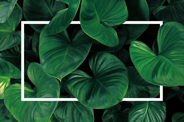 Leaf pattern nature frame layout of heart shaped green leaves Homalomena tropical foliage plant on dark background with white frame border.
