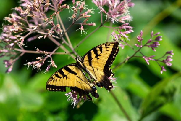 istock Butterfly collecting pollen from a wildflower (Eastern Tiger Swallowtail) 1167588956