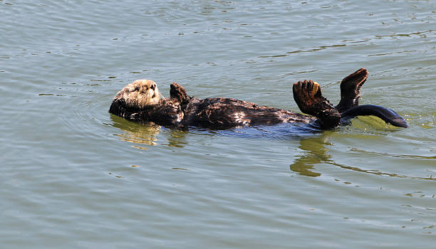 istock sea otter, Enhydra lutris, floating on water 116758974